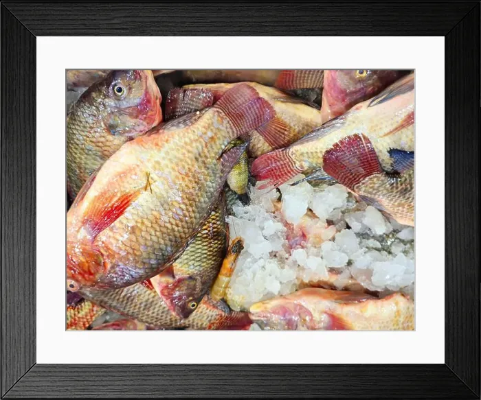 Framed Print : Large raw uncooked tilapia fishes Oreochromis niloticus with ice for sale Framed Print : Large raw uncooked tilapia fishes Oreochromis niloticus with ice for sale
