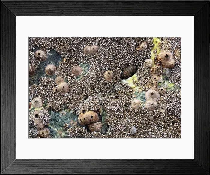 Framed Print : Seashells embedded in stone Framed Print : Seashells embedded in stone