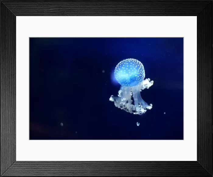Framed Print : Tropical Jellyfish Phyllorhiza punctata white-spotted jellyfish aka floating bell Framed Print : Tropical Jellyfish Phyllorhiza punctata white-spotted jellyfish aka floating bell