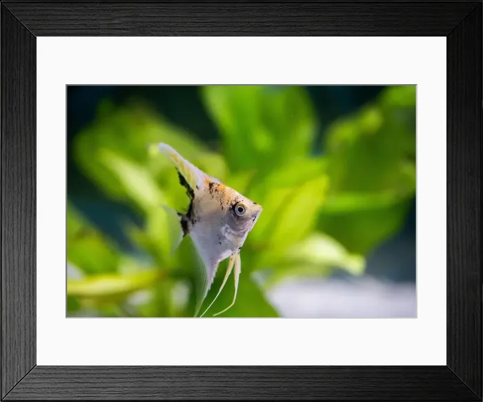 Framed Print : Closeup of fish in an aquarium with green plants in the background Framed Print : Closeup of fish in an aquarium with green plants in the background