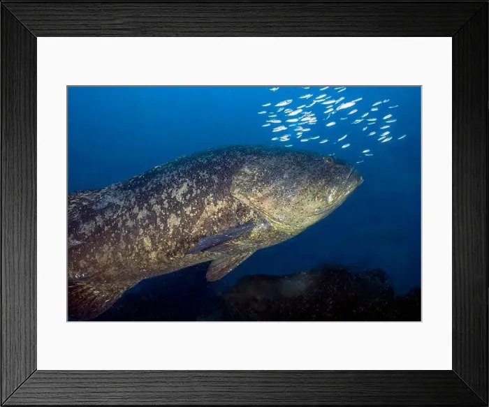Framed Print : An Atlantic Goliath Grouper (Epinephelus itajara) in Jupiter, Florida, USA Framed Print : An Atlantic Goliath Grouper (Epinephelus itajara) in Jupiter, Florida, USA