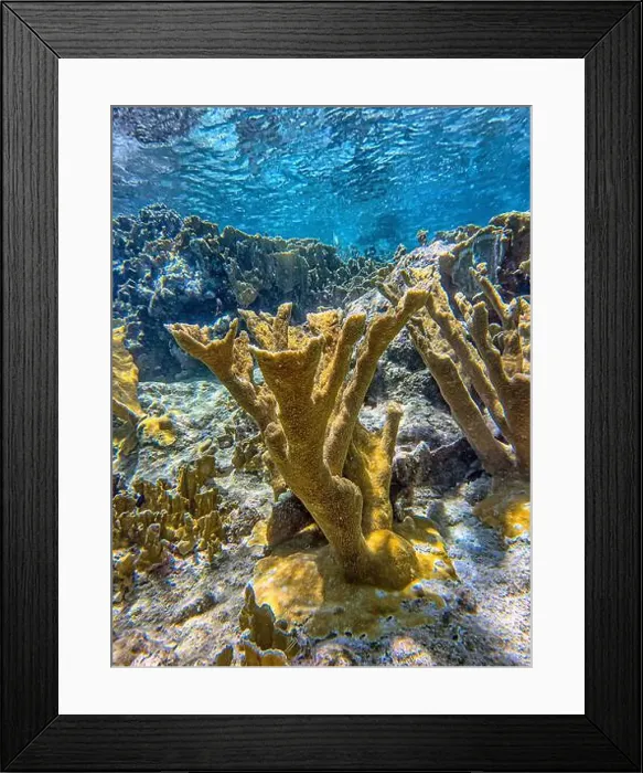 Framed Print : Caribbean coral reef off the coast of the island of Bonaire Framed Print : Caribbean coral reef off the coast of the island of Bonaire