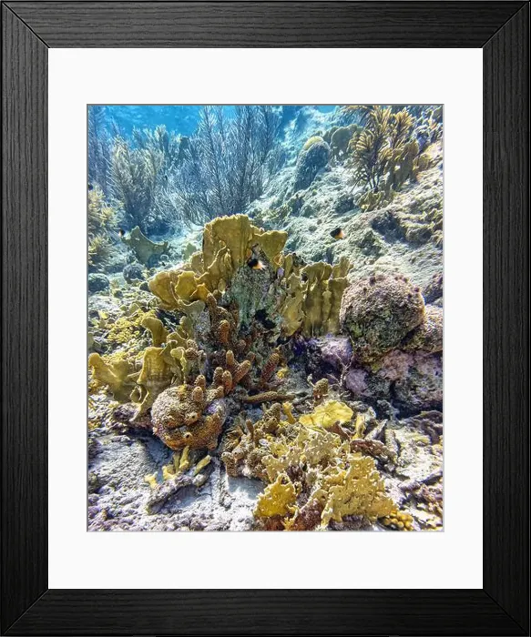 Framed Print : Caribbean coral reef off the coast of the island of Bonaire Framed Print : Caribbean coral reef off the coast of the island of Bonaire