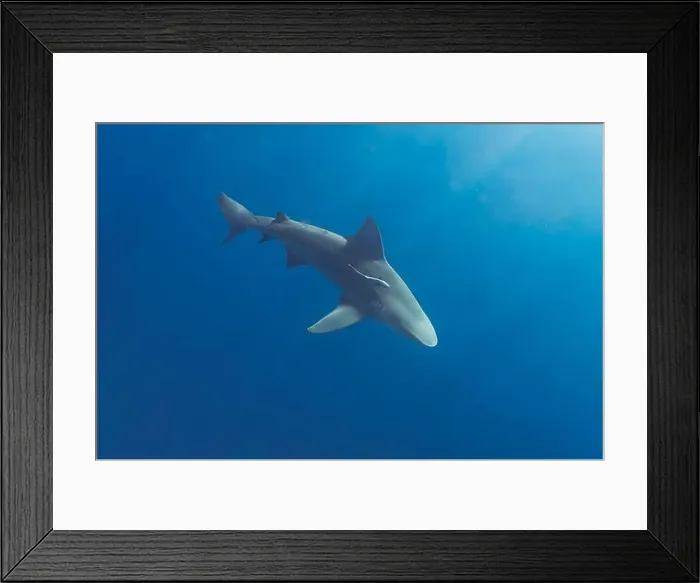Framed Print : Bull Shark (Carcharhinus leucas) in Jupiter, Florida, USA Framed Print : Bull Shark (Carcharhinus leucas) in Jupiter, Florida, USA