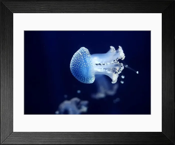 Framed Print : Tropical Jellyfish Phyllorhiza punctata white-spotted jellyfish aka floating bell Framed Print : Tropical Jellyfish Phyllorhiza punctata white-spotted jellyfish aka floating bell