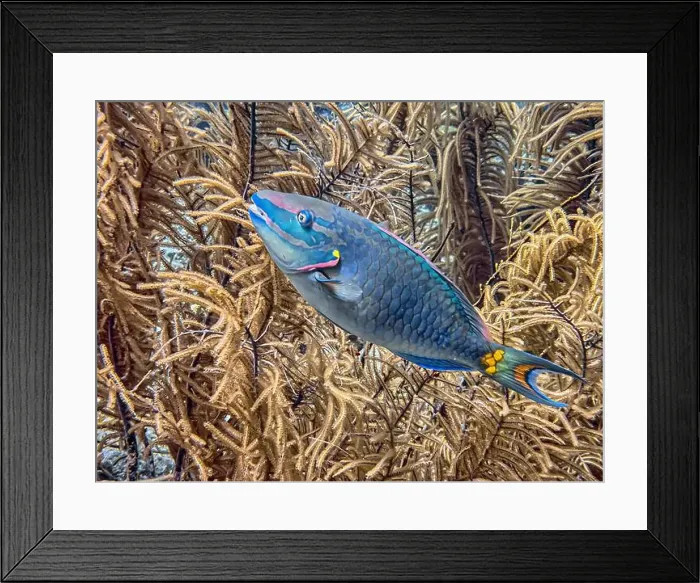 Framed Print : queen parrotfish, Scarus vetula is a species of marine ray-finned fish, a parrotfish, in the family Scaridae Framed Print : queen parrotfish, Scarus vetula is a species of marine ray-finned fish, a parrotfish, in the family Scaridae