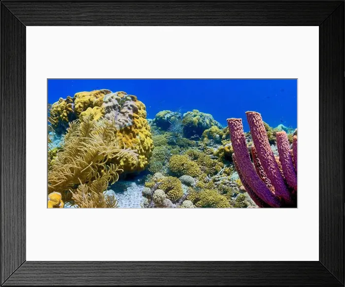 Framed Print : Caribbean coral reef off the coast of the island of Bonaire Framed Print : Caribbean coral reef off the coast of the island of Bonaire