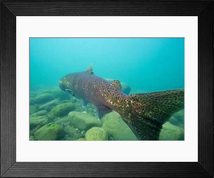 Framed Print : Large Chinook salmon in the Morice river, British Columbia, Canada Framed Print : Large Chinook salmon in the Morice river, British Columbia, Canada