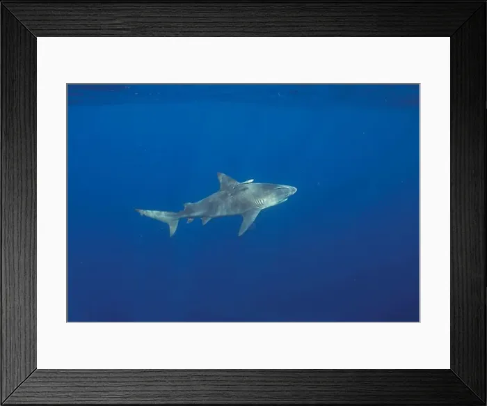 Framed Print : Bull Shark (Carcharhinus leucas) in Jupiter, Florida, USA Framed Print : Bull Shark (Carcharhinus leucas) in Jupiter, Florida, USA