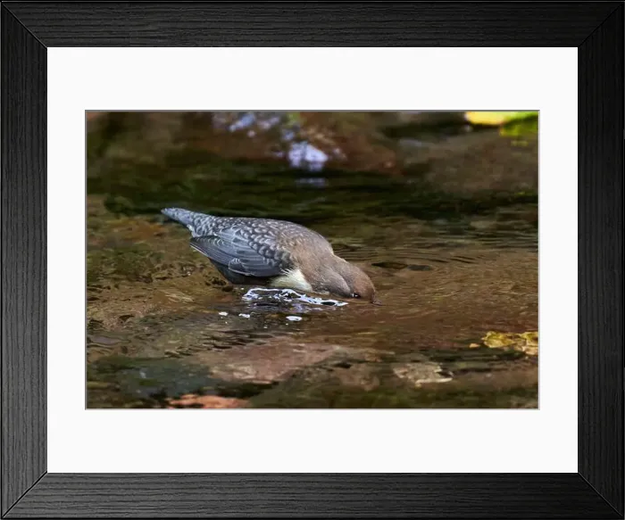 Framed Print : White throated dipper (Cinclus cinclus) in a river, looking for underwater worms or insects Framed Print : White throated dipper (Cinclus cinclus) in a river, looking for underwater worms or insects