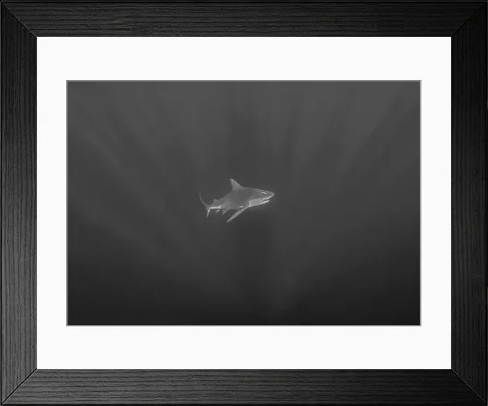 Framed Print : Bull Shark (Carcharhinus leucas) in Jupiter, Florida, USA Framed Print : Bull Shark (Carcharhinus leucas) in Jupiter, Florida, USA