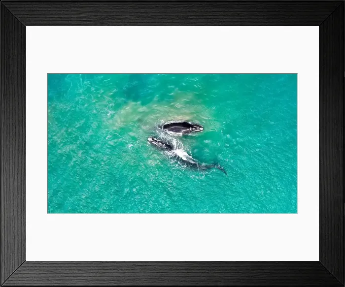 Framed Print : Groups of whales on the beaches of Mar del Plata, Argentina Framed Print : Groups of whales on the beaches of Mar del Plata, Argentina