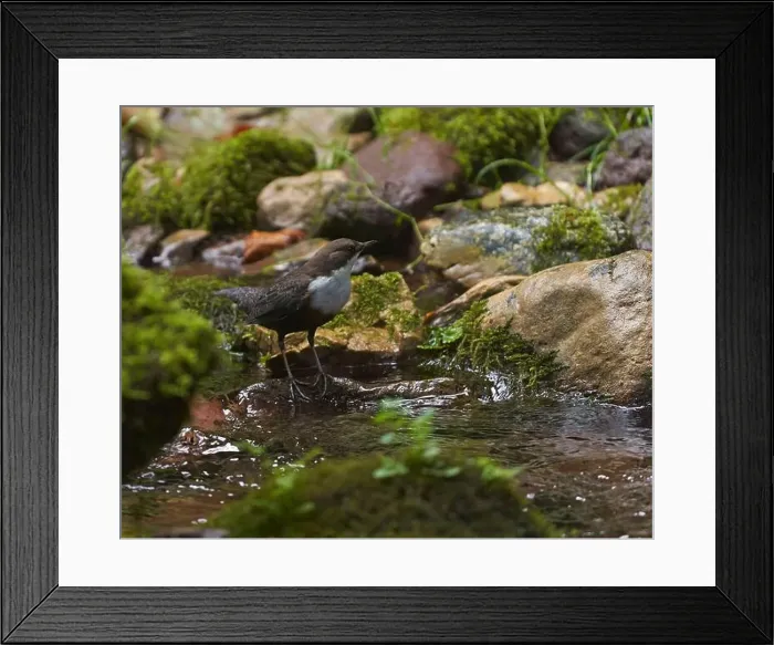 Framed Print : White throated dipper (Cinclus cinclus) in a river, looking for underwater worms or insects Framed Print : White throated dipper (Cinclus cinclus) in a river, looking for underwater worms or insects