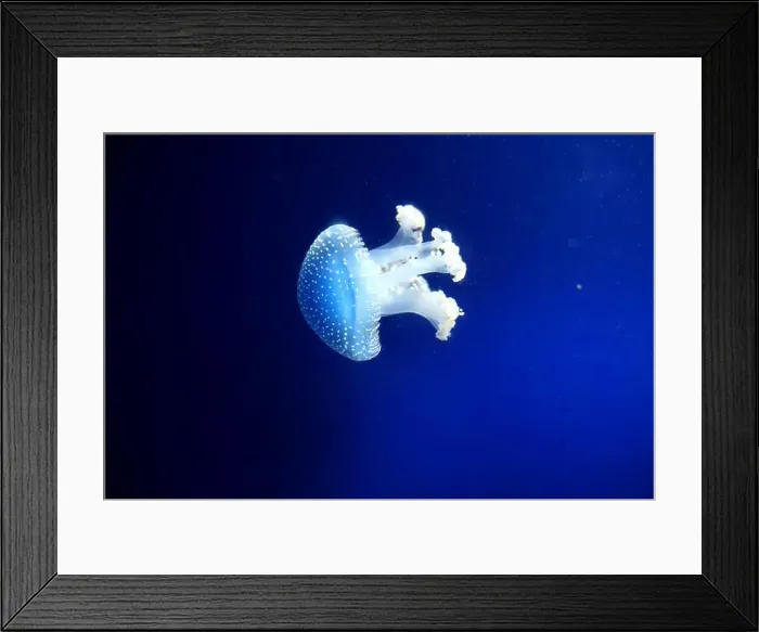 Framed Print : Tropical Jellyfish Phyllorhiza punctata white-spotted jellyfish aka floating bell Framed Print : Tropical Jellyfish Phyllorhiza punctata white-spotted jellyfish aka floating bell