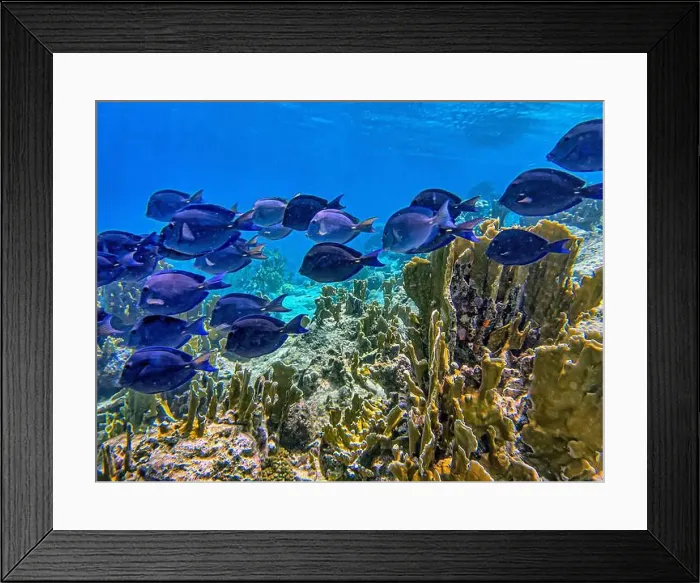 Framed Print : Acanthurus coeruleus is a species of marine ray-finned fish belonging to the family Acanthuridae Framed Print : Acanthurus coeruleus is a species of marine ray-finned fish belonging to the family Acanthuridae
