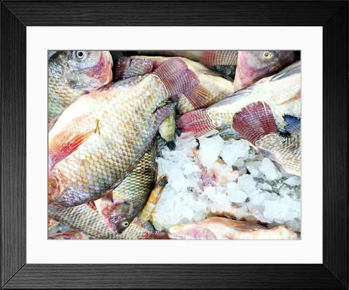 Framed Print : Large raw uncooked tilapia fishes Oreochromis niloticus with ice for sale Framed Print : Large raw uncooked tilapia fishes Oreochromis niloticus with ice for sale