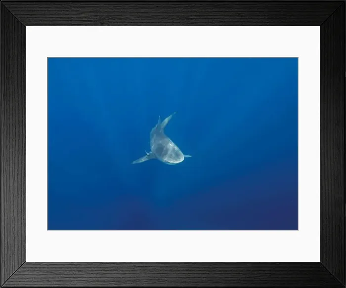 Framed Print : Bull Shark (Carcharhinus leucas) in Jupiter, Florida, USA Framed Print : Bull Shark (Carcharhinus leucas) in Jupiter, Florida, USA