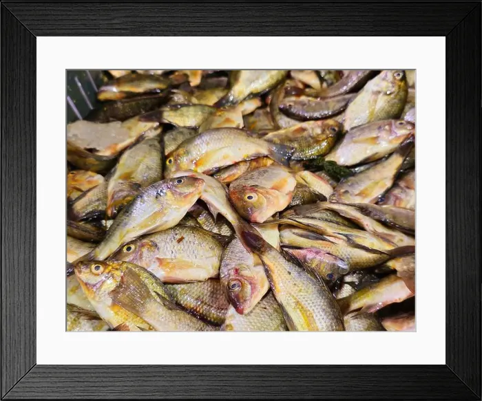 Framed Print : Pile of small raw uncooked tilapia fishes Oreochromis niloticus for sale Framed Print : Pile of small raw uncooked tilapia fishes Oreochromis niloticus for sale