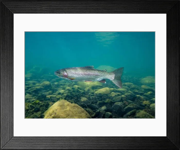Framed Print : Rainbow trout in the Morice River in British Columbia, Canada Framed Print : Rainbow trout in the Morice River in British Columbia, Canada