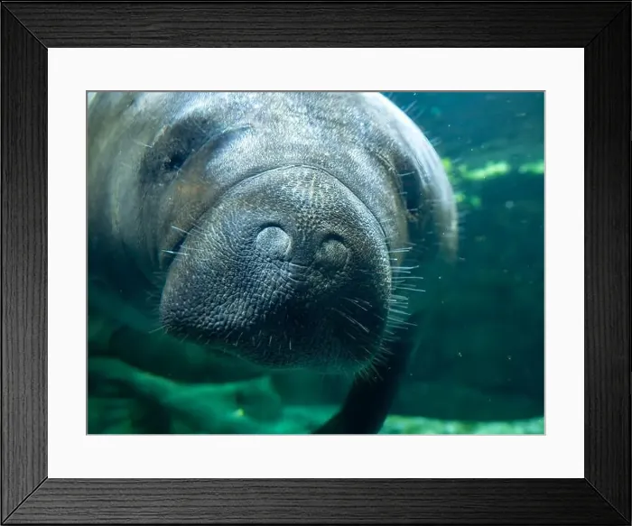 Framed Print : manatee underwater looking at you close up Framed Print : manatee underwater looking at you close up