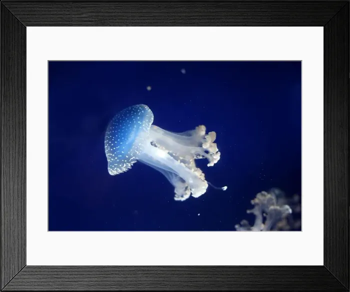 Framed Print : Tropical Jellyfish Phyllorhiza punctata white-spotted jellyfish aka floating bell Framed Print : Tropical Jellyfish Phyllorhiza punctata white-spotted jellyfish aka floating bell