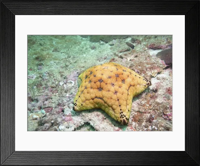 Framed Print : Cushion Starfish on a coral wall off the coast of Musandam in Oman