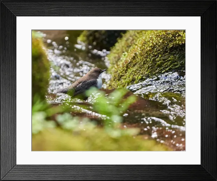 Framed Print : White throated dipper (Cinclus cinclus) in a river, looking for underwater worms or insects Framed Print : White throated dipper (Cinclus cinclus) in a river, looking for underwater worms or insects