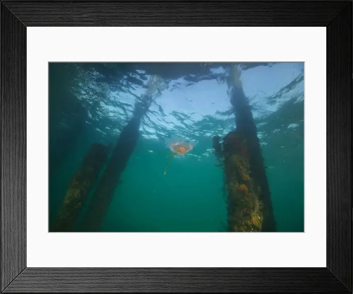 Framed Print : Marine life Of port philip bay, Victoria, Australia Framed Print : Marine life Of port philip bay, Victoria, Australia