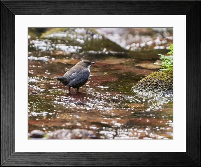 Framed Print : White throated dipper (Cinclus cinclus) in a river, looking for underwater worms or insects Framed Print : White throated dipper (Cinclus cinclus) in a river, looking for underwater worms or insects