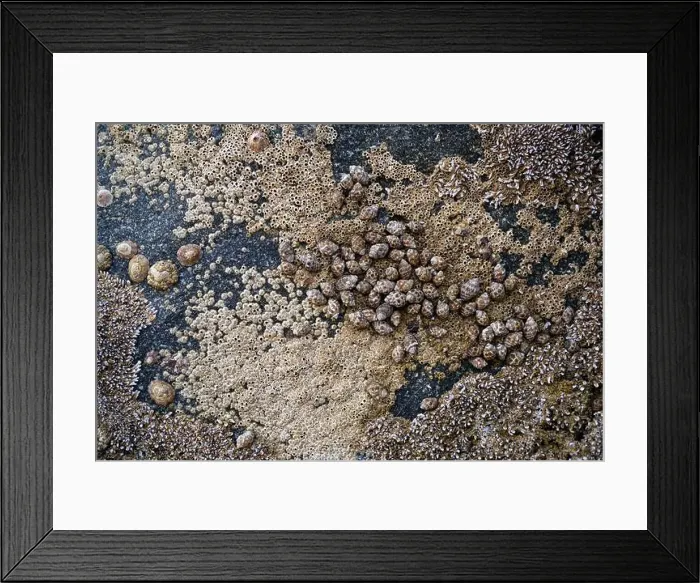 Framed Print : Seashells embedded in stone Framed Print : Seashells embedded in stone