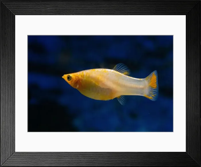 Framed Print : Yellow pecilia swims in an aquarium on dark blue background Framed Print : Yellow pecilia swims in an aquarium on dark blue background