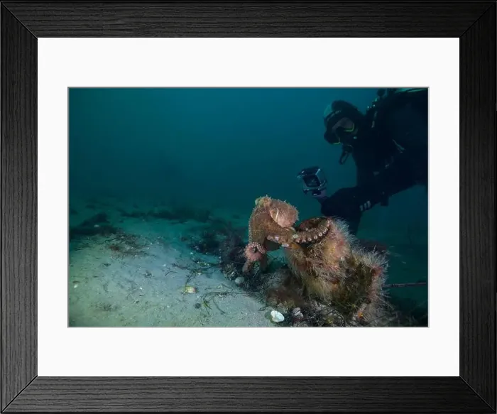 Framed Print : Marine life Of port philip bay, Victoria, Australia Framed Print : Marine life Of port philip bay, Victoria, Australia
