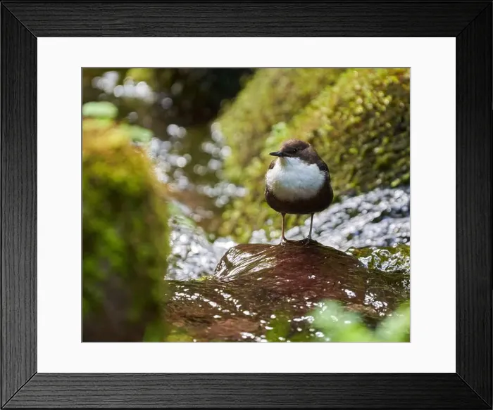 Framed Print : White throated dipper (Cinclus cinclus) in a river, looking for underwater worms or insects Framed Print : White throated dipper (Cinclus cinclus) in a river, looking for underwater worms or insects