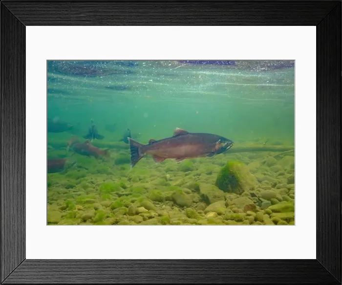 Framed Print : Coho Salmon in the Morice river in British Columbia, Canada Framed Print : Coho Salmon in the Morice river in British Columbia, Canada