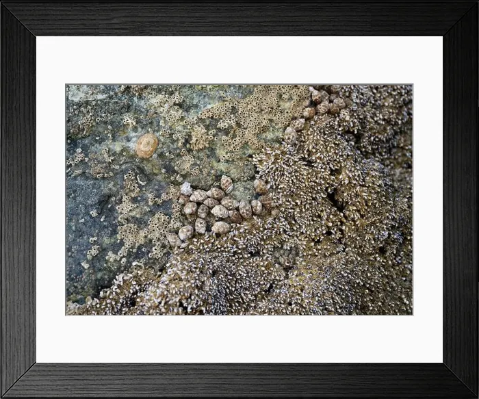 Framed Print : Seashells embedded in stone