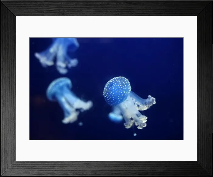 Framed Print : Tropical Jellyfish Phyllorhiza punctata white-spotted jellyfish aka floating bell Framed Print : Tropical Jellyfish Phyllorhiza punctata white-spotted jellyfish aka floating bell