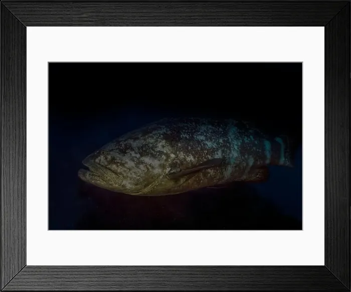 Framed Print : An Atlantic Goliath Grouper (Epinephelus itajara) in Jupiter, Florida, USA