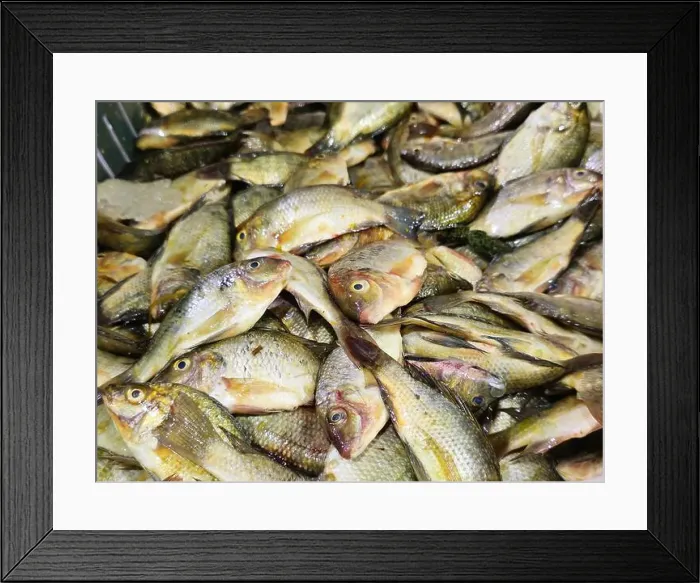Framed Print : Pile of small raw uncooked tilapia fishes Oreochromis niloticus for sale Framed Print : Pile of small raw uncooked tilapia fishes Oreochromis niloticus for sale