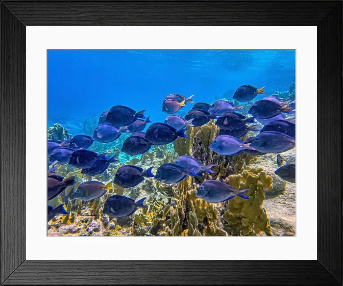 Framed Print : Acanthurus coeruleus is a species of marine ray-finned fish belonging to the family Acanthuridae Framed Print : Acanthurus coeruleus is a species of marine ray-finned fish belonging to the family Acanthuridae