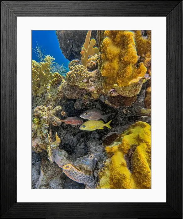 Framed Print : Caribbean coral reef off the coast of the island of Bonaire Framed Print : Caribbean coral reef off the coast of the island of Bonaire