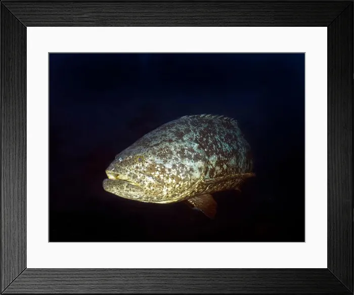 Framed Print : An Atlantic Goliath Grouper (Epinephelus itajara) in Jupiter, Florida, USA Framed Print : An Atlantic Goliath Grouper (Epinephelus itajara) in Jupiter, Florida, USA