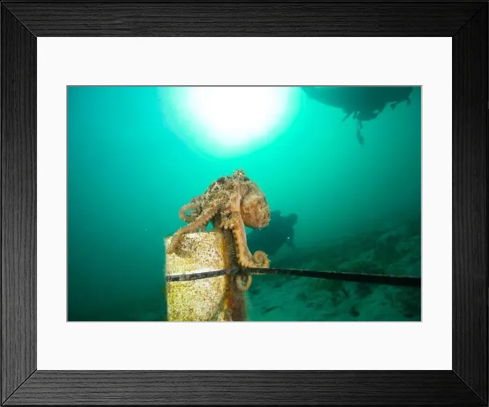 Framed Print : Marine life Of port philip bay, Victoria, Australia Framed Print : Marine life Of port philip bay, Victoria, Australia