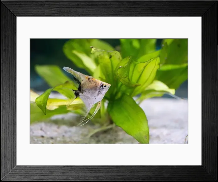 Framed Print : Close up of a fish in an aquarium with a green plant Framed Print : Close up of a fish in an aquarium with a green plant