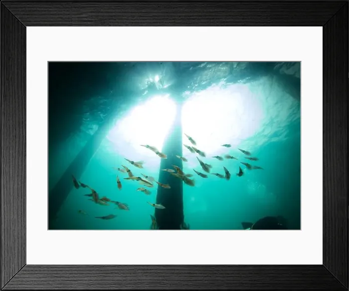 Framed Print : Marine life Of port philip bay, Victoria, Australia Framed Print : Marine life Of port philip bay, Victoria, Australia