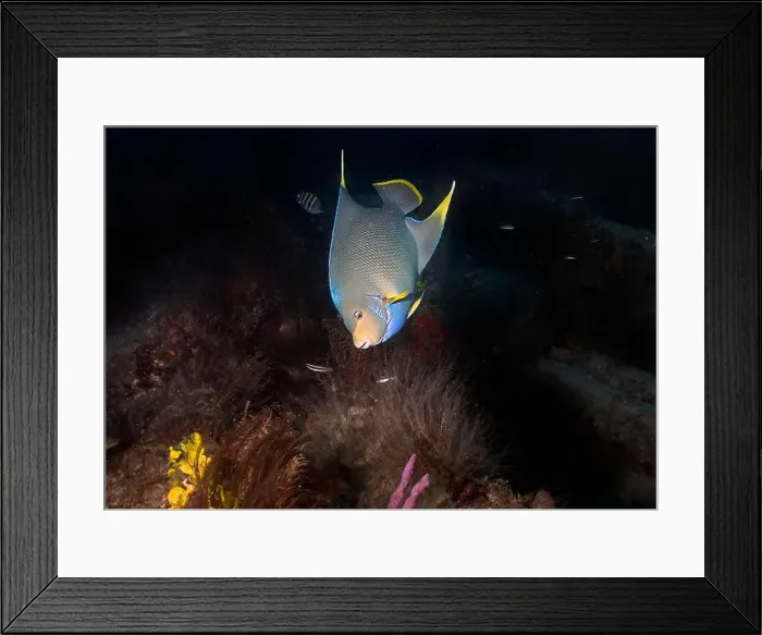Framed Print : A Blue Angelfish (Holacanthus bermudensis) in Florida, USA Framed Print : A Blue Angelfish (Holacanthus bermudensis) in Florida, USA