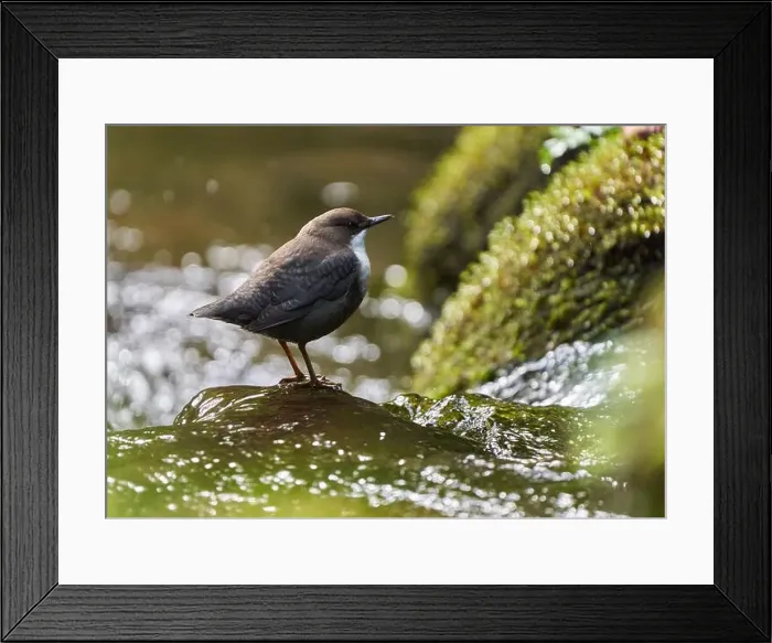Framed Print : White throated dipper (Cinclus cinclus) in a river, looking for underwater worms or insects Framed Print : White throated dipper (Cinclus cinclus) in a river, looking for underwater worms or insects