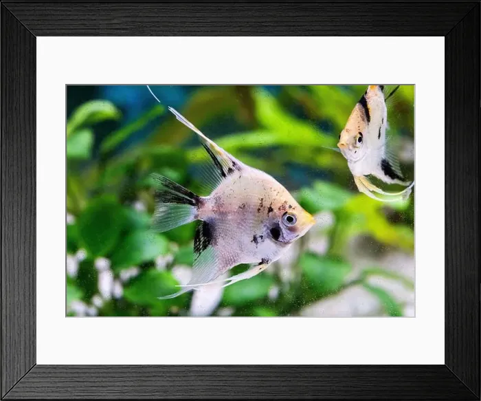 Framed Print : Closeup of a angelfish swimming in an aquarium