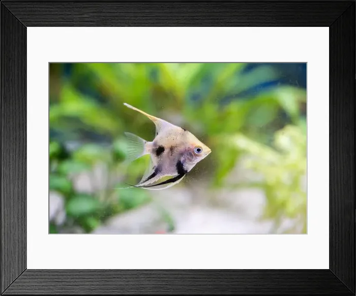Framed Print : Marble scalaria or birch in an aquarium against background of green plants Framed Print : Marble scalaria or birch in an aquarium against background of green plants