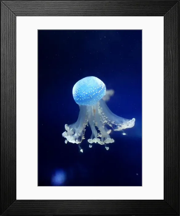 Framed Print : Tropical Jellyfish Phyllorhiza punctata white-spotted jellyfish aka floating bell Framed Print : Tropical Jellyfish Phyllorhiza punctata white-spotted jellyfish aka floating bell