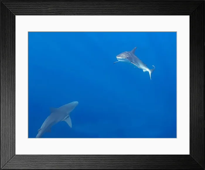 Framed Print : Bull Shark (Carcharhinus leucas) in Jupiter, Florida, USA Framed Print : Bull Shark (Carcharhinus leucas) in Jupiter, Florida, USA